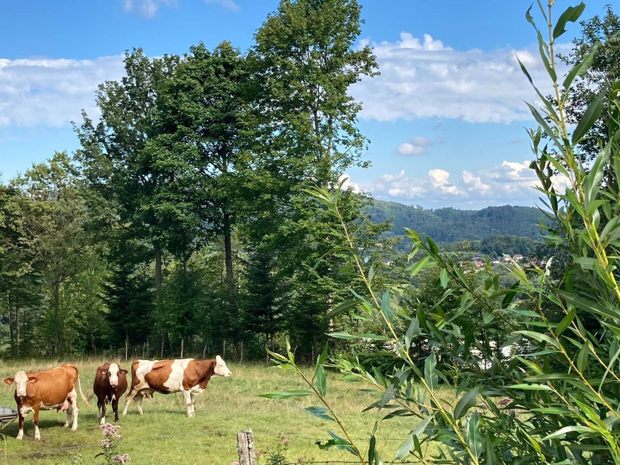 Vogesenparadies Kirchberg Kültér fotó